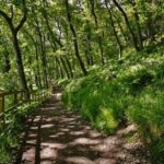 Tenangkan Pikiran dan Tingkatkan Mood dengan Jalan di Alam